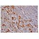Ac-MMP9 Antibody (4A3) - Immunohistochemistry - Image 348947