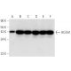 ACAA1 Antibody (C-8) - Western Blotting - Image 314186 