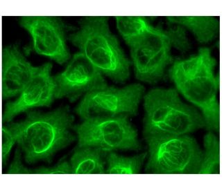 ACAD-10 Antibody (F-11) - Immunofluorescence - Image 297271 