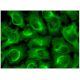 ACAD-10 Antibody (F-11) - Immunofluorescence - Image 297271 