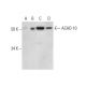 ACAD-10 Antibody (F-11) - Western Blotting - Image 293076