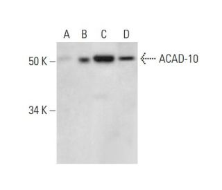 ACAD-10 Antibody (F-11) - Western Blotting - Image 293076SAM Transcription Activation: SAM system utilizing dCas9-VP64, MS2-P65-HSF1, and sgRNA for precise gene transcription activation.