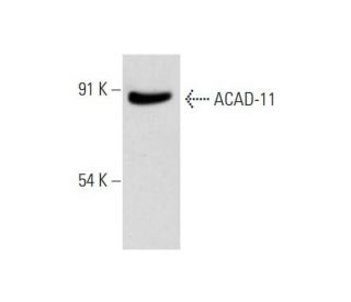 ACAD-11 Antibody (B-12) - Western Blotting - Image 319304 