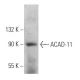 ACAD-11 Antibody (B-12) - Western Blotting - Image 367153