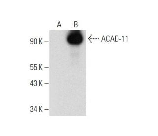 ACAD-11 Antibody (C-7) - Western Blotting - Image 318549 