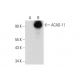 ACAD-11 Antibody (C-7) - Western Blotting - Image 318549 