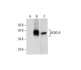 ACAD-8 Antibody (D-5) - Western Blotting - Image 285832 