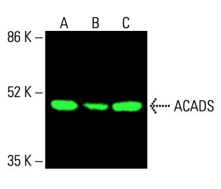 ACADS Antibody (G-10) - Western Blotting - Image 416239 