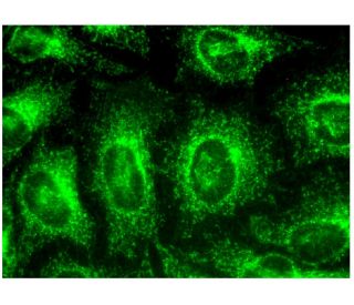 ACADSB Antibody (C-9) - Immunofluorescence - Image 318884 