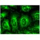 ACADSB Antibody (C-9) - Immunofluorescence - Image 318884 