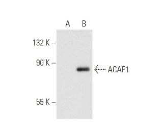 ACAP1 Antibody (G-4) - Western Blotting - Image 59195