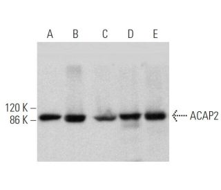 ACAP2 Antibody (E-9) - Western Blotting - Image 373509 