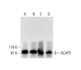 ACAP2 Antibody (F-8) - Western Blotting - Image 289783 