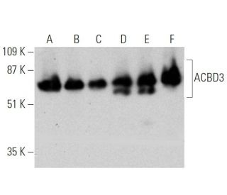 ACBD3 Antibody (518) - Western Blotting - Image 368268 