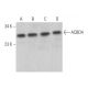 ACBD4 Antibody (G-8) - Western Blotting - Image 372053 
