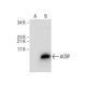 ACBP Antibody (C-9) - Western Blotting - Image 159768