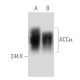 ACCα Antibody (D-5) - Western Blotting - Image 58513