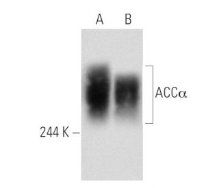 western blotting image from recommended ACCα (D-5) monoclonal antibody replacement. Image 58513