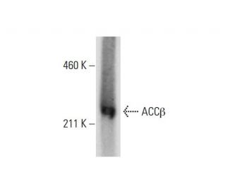 ACC&beta; Antibody (A-10) - Western Blotting - Image 289465