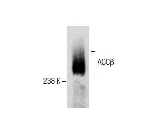 ACC&beta; Antibody (H-7) - Western Blotting - Image 287853 