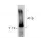 ACCβ Antibody (H-7) - Western Blotting - Image 373385