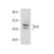 ACD Antibody (A-8) - Western Blotting - Image 283471 