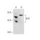 ACD Antibody (A-8) - Western Blotting - Image 283627 