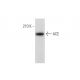 ACE Antibody (3H533) - Western Blotting - Image 137020
