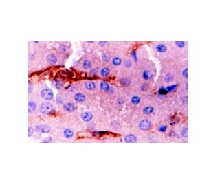 ACE Antibody (5C5) - Immunohistochemistry - Image 6419 