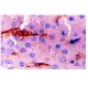 ACE Antibody (5C5) - Immunohistochemistry - Image 6419 