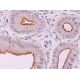 immunohistochemistry image from recommended ACE2 (E-11) monoclonal antibody replacement. Image 370262