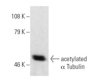 Anti-acetylated α Tubulin Antibody (6-11B-1) | SCBT - Santa Cruz  Biotechnology
