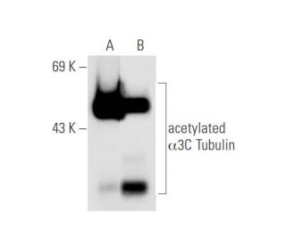 acetylated-alpha-tubulin-
