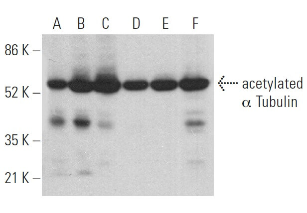 acetylated-alpha-tubulin-