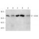 western blotting image from recommended AChE (A-11) monoclonal antibody replacement. Image 354798