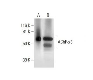 western blotting image from recommended Nicotinic Acetylcholine Receptor alpha 3/CHRNA3 (C-6) monoclonal antibody replacement. Image 289772