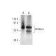 western blotting image from recommended Nicotinic Acetylcholine Receptor alpha 3/CHRNA3 (C-6) monoclonal antibody replacement. Image 289772