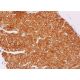 Nicotinic Acetylcholine Receptor alpha 5/CHRNA5 Antibody (D-11) - Immunohistochemistry - Image 388706 