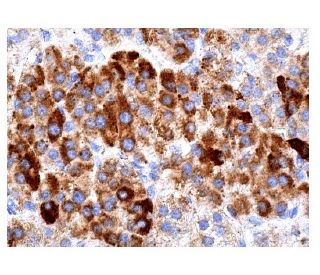 immunohistochemistry image from recommended Nicotinic Acetylcholine Receptor alpha 7/CHRNA7 (319) monoclonal antibody replacement. Image 157171