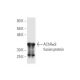Nicotinic Acetylcholine Receptor alpha 9/CHRNA9 Antibody (8E4) - Western Blotting - Image 350228
