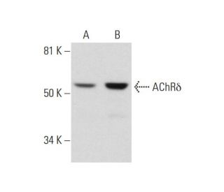 Nicotinic Acetylcholine Receptor delta/CHRND Antibody (C-4) - Western Blotting - Image 291015 