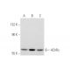 Nicotinic Acetylcholine Receptor gamma/CHRNG Antibody (145) - Western Blotting - Image 137013 
