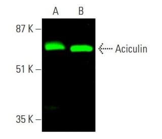 Aciculin Antibody (14F8) - Western Blotting - Image 386239 