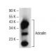 Aciculin Antibody (F-2) - Western Blotting - Image 141301