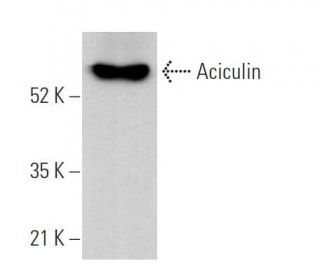 Aciculin Antibody (F-2) - Western Blotting - Image 368740 