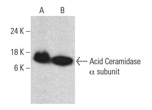 aa様 Current perspectives in drug targeting intrinsically