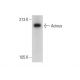 Acinus Antibody (2005C3a) - Western Blotting - Image 301678