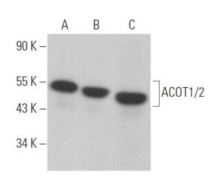 ACOT1/2 Antibody (F-2) - Western Blotting - Image 370074 