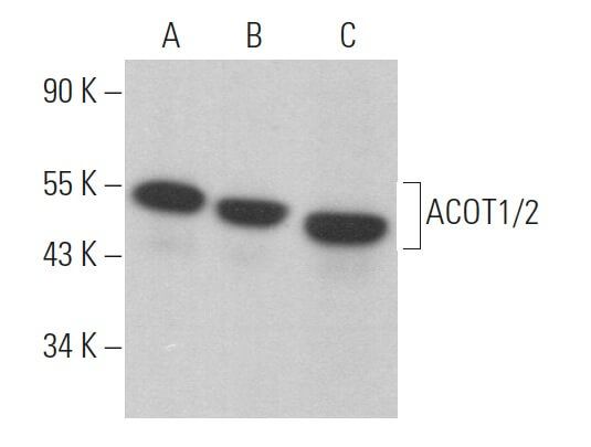 ACOT1/2抗体 (F-2) | SCBT - Santa Cruz Biotechnology