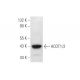ACOT1/2 Antibody (F-6) - Western Blotting - Image 305649 